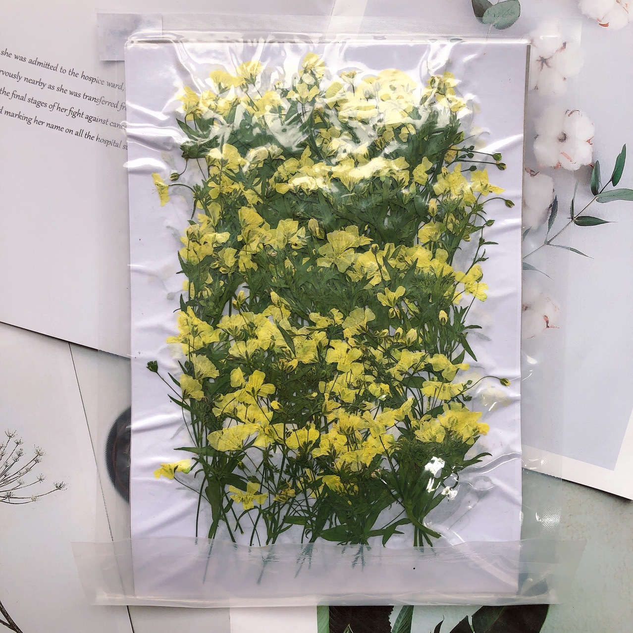 Resin Art Bookmark - 250pcs Pressed Dried Gypsophila Paniculata Flower