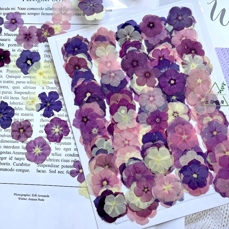 Resin Art Case - 12pcs,Semi-Transparent Niche Phlox Pressed Dried Flowers
