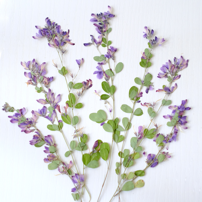 6pcs,nature Lespedeza Formosa  - Resin Art Bookmark 评论和价格