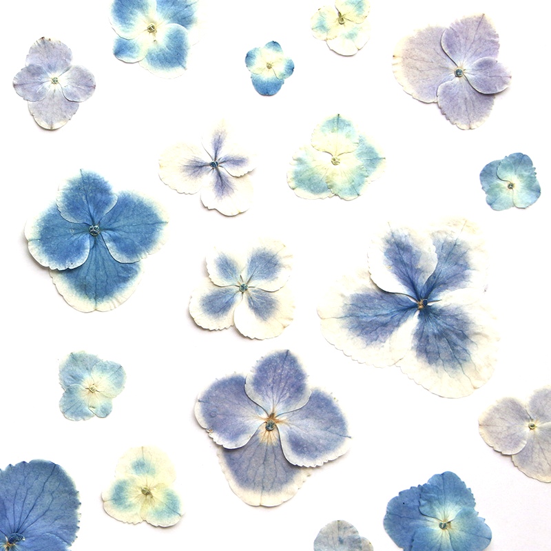 Pressed Dried White Blue Hydra - Resin Art Bookmark 评论和价格