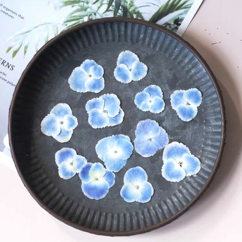 Pressed Dried White Blue Hydra - Resin Art Bookmark 评论和价格