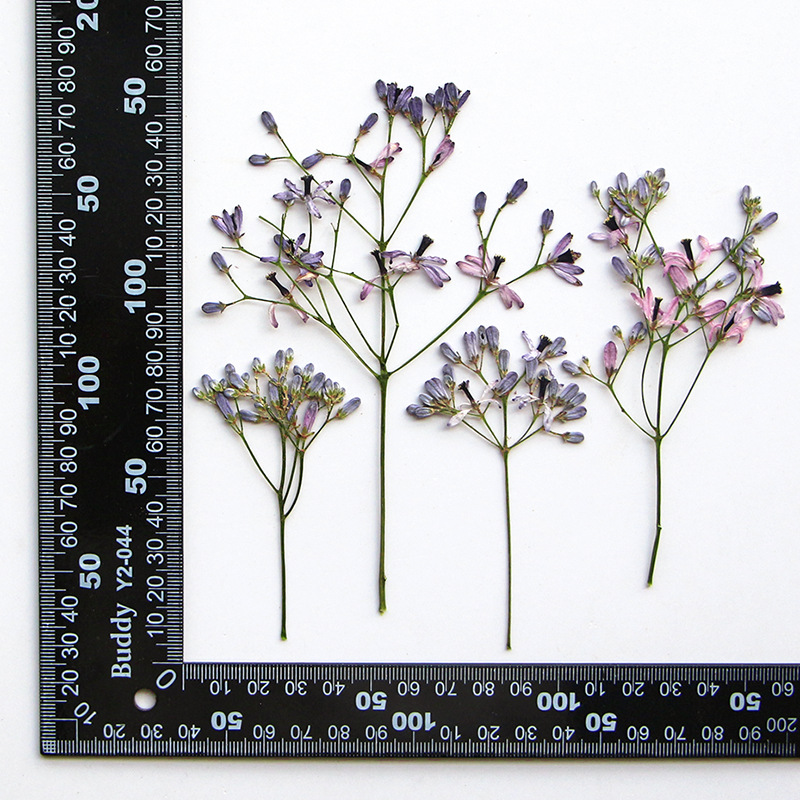 60Pcs Neem Tree Flower Branche - Resin Art Bookmark 评论和价格