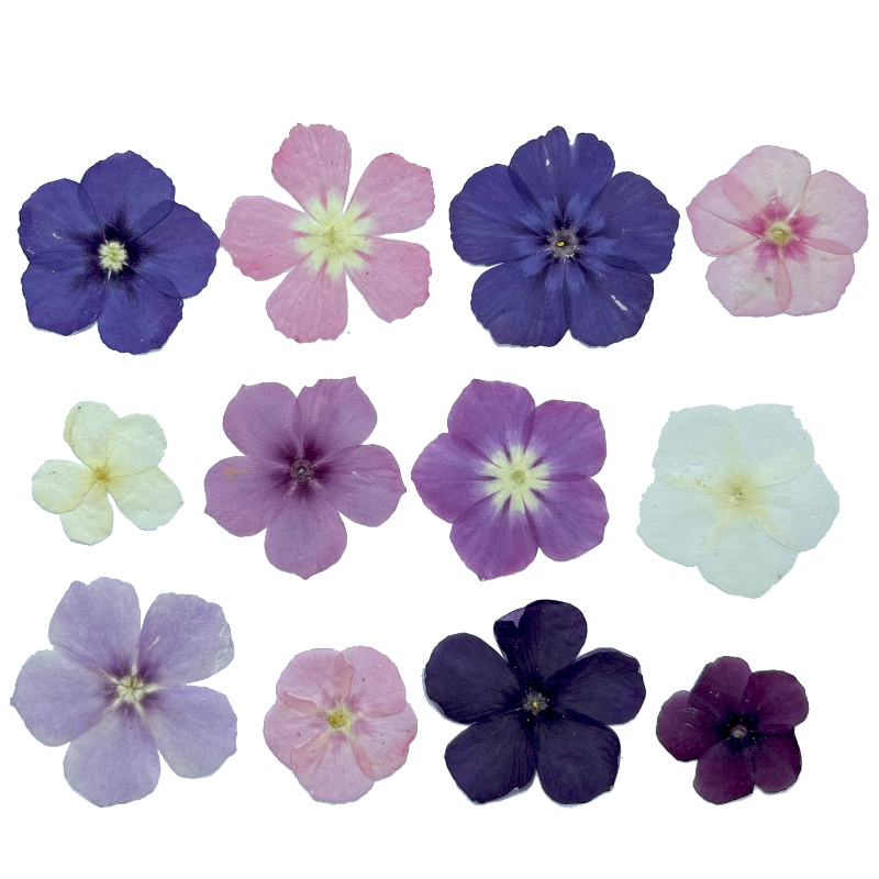 12pcs,Semi-Transparent Niche P - Resin Art Case 评论和价格