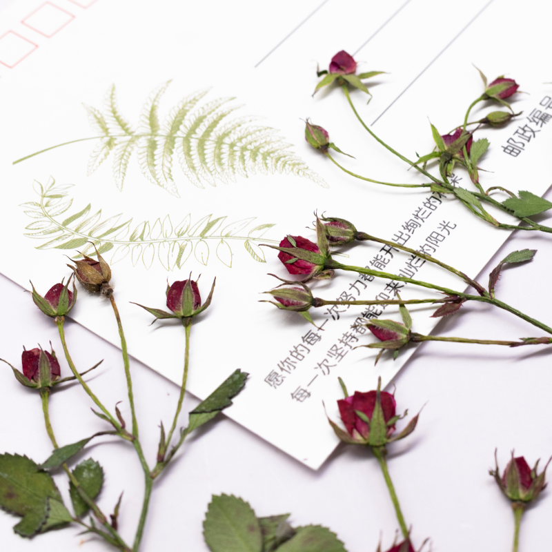 12pcs,Dried Rose Multi Bud Bra - Resin Art Bookmark 评论和价格