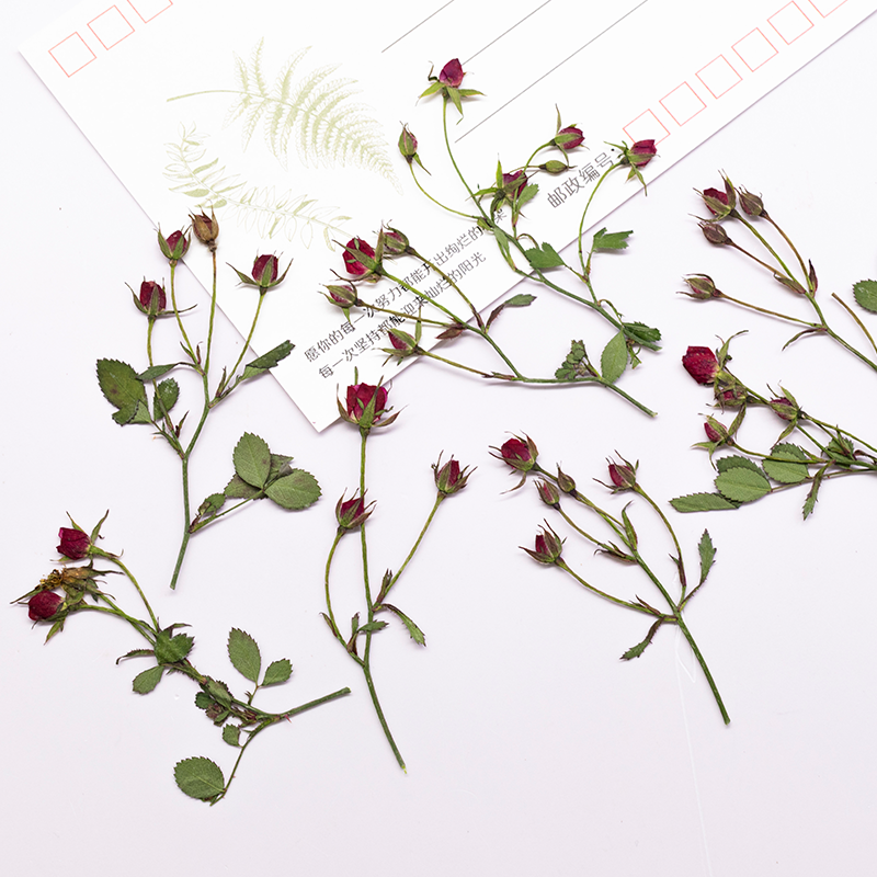 12pcs,Dried Rose Multi Bud Bra - Resin Art Bookmark 评论和价格